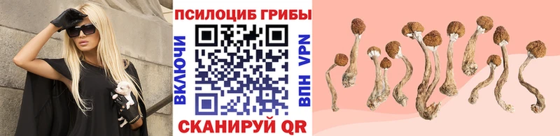 Галлюциногенные грибы Psilocybe  купить наркотики сайты  Абаза 